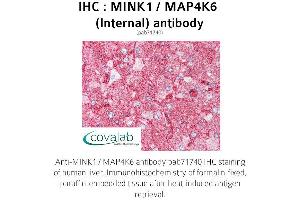 Image no. 1 for anti-Misshapen-Like Kinase 1 (MINK1) (Internal Region) antibody (ABIN1736951) (MAP4K6 抗体  (Internal Region))