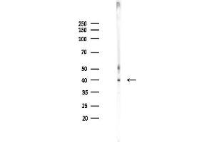 anti-Vasodilator-Stimulated phosphoprotein (VASP) (pSer239) antibody