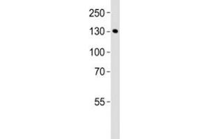 Western Blotting (WB) image for anti-Myosin Light Chain Kinase (MYLK) (AA 908-938) antibody (ABIN3031918)