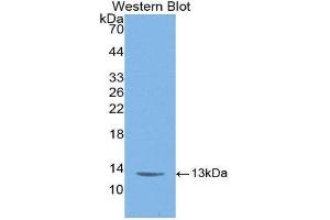 Western Blotting (WB) image for anti-C-Fos Induced Growth Factor (Vascular Endothelial Growth Factor D) (Figf) (AA 93-201) antibody (Biotin) (ABIN1172447) (VEGFD 抗体  (AA 93-201) (Biotin))