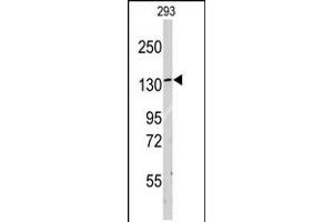 Western blot analysis of anti-LARS Antibody in 293 cell line lysates (35ug/lane) (LARS 抗体  (C-Term))