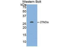 Western Blotting (WB) image for anti-KIT Ligand (KITLG) (AA 27-259) antibody (ABIN3209265) (KIT Ligand 抗体  (AA 27-259))