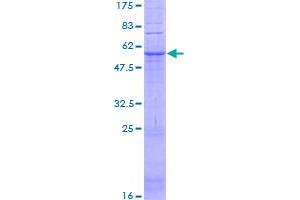 GPR31 Protein (AA 1-319) (GST tag)