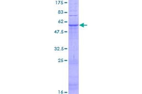 GPR31 Protein (AA 1-319) (GST tag)