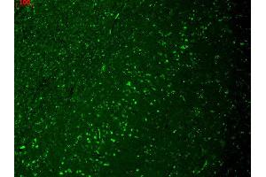 Immunohistochemistry analysis using Mouse Anti-HCN4 Monoclonal Antibody, Clone S114-10 . (HCN4 抗体  (AA 1019-1198) (APC))