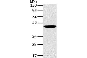 Western blot analysis of Huvec cell, using PPP2R3C Polyclonal Antibody at dilution of 1:400