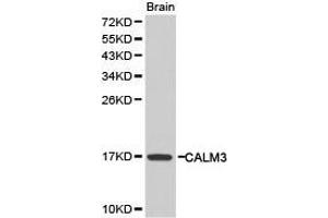 Western Blotting (WB) image for anti-Calmodulin 3 (Phosphorylase Kinase, Delta) (CALM3) antibody (ABIN1871403) (Calmodulin 3 抗体)