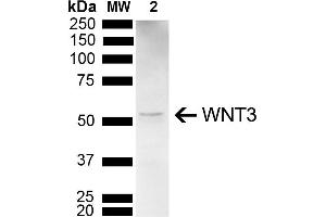 Western blot analysis of Mouse Brain showing detection of 39. (WNT3 抗体  (AA 280-330) (Alkaline Phosphatase (AP)))