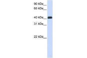 CANT1 antibody used at 1 ug/ml to detect target protein. (CANT1 抗体  (Middle Region))