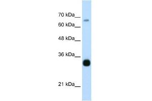 THOC3 antibody used at 0. (THO Complex 3 抗体  (Middle Region))