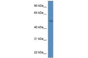 Western Blot showing Smpdl3a antibody used at a concentration of 1. (SMPDL3A 抗体  (N-Term))