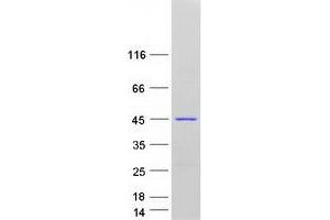 Western Blotting (WB) image for LanC Lantibiotic Synthetase Component C-Like 1 (LANCL1) (Transcript Variant 3) protein (Myc-DYKDDDDK Tag) (ABIN2724498)