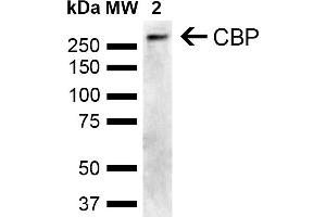 Western blot analysis of Human Cervical cancer cell line (HeLa) lysate showing detection of ~265. (CBP 抗体  (AA 2100-2200))