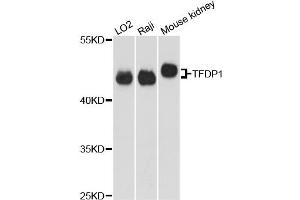 Western blot analysis of extracts of various cell lines, using TFDP1 antibody (ABIN5973148) at 1:3000 dilution. (DP1 抗体)