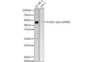 Western blot analysis of extracts of various cell lines, using Inhibin alpha (INHA) Rabbit pAb antibody (ABIN6128093, ABIN6142457, ABIN6142458 and ABIN6218833) at 1:1000 dilution. (Inhibin alpha 抗体  (AA 19-366))