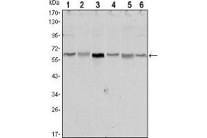 Western blot analysis using STK11 mouse mAb against NIH/3T3 (1),Raw246. (LKB1 抗体)