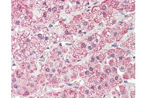 Anti-PLOD2 antibody IHC staining of human adrenal. (PLOD2 抗体  (AA 467-516))
