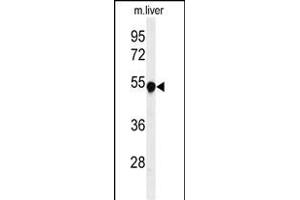 Western blot analysis of H Antibody (Center) (ABIN651111 and ABIN2840077) in mouse liver tissue lysates (35 μg/lane). (Phenylalanine Hydroxylase 抗体  (AA 132-161))