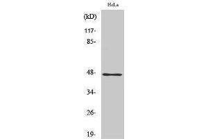 Western Blotting (WB) image for anti-Zinc Finger Protein 174 (ZNF174) (Internal Region) antibody (ABIN3173969) (ZNF174 抗体  (Internal Region))