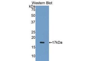 Western Blotting (WB) image for anti-ADAM Metallopeptidase with Thrombospondin Type 1 Motif, 1 (ADAMTS1) (AA 476-614) antibody (ABIN1077723) (ADAMTS1 抗体  (AA 476-614))
