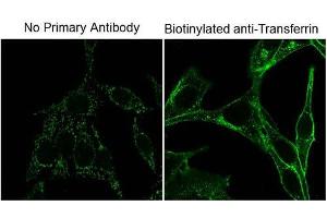 Immunofluorescence Microscopy of Mouse Anti-Biotin antibody. (Biotin 抗体)