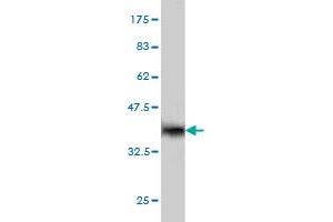 Western Blot detection against Immunogen (36.