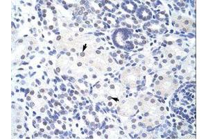 Image no. 1 for anti-Zinc Finger and BTB Domain Containing 38 (ZBTB38) (N-Term) antibody (ABIN203007) (ZBTB38 抗体  (N-Term))