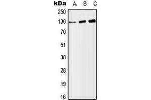 Western blot analysis of SAP130 expression in HeLa (A), SP2/0 (B), H9C2 (C) whole cell lysates. (SAP130 抗体  (Center))
