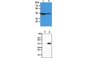 The Cell lysates (40ug) were resolved by SDS-PAGE, transferred to PVDF membrane and probed with anti-human TP53I3 antibody (1:3000). (TP53I3 抗体)