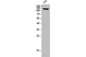 Western Blot analysis of 3T3 cells using LEKTI Polyclonal Antibody (SPINK5 抗体  (Internal Region))