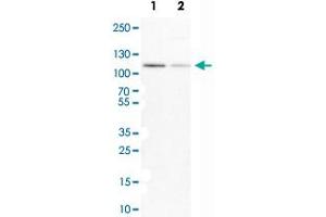 Western Blot analysis of Lane 1: NIH-3T3 cell lysate (mouse embryonic fibroblast cells) and Lane 2: NBT-II cell lysate (Wistar rat bladder tumor cells) with MCM3 polyclonal antibody . (MCM3 抗体)