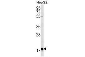 RPL15 Antibody (N-term) western blot analysis in HepG2 cell line lysates (35µg/lane). (RPL15 抗体  (N-Term))