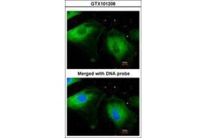 Image no. 3 for anti-Filamin B, beta (FLNB) (AA 30-239) antibody (ABIN467430) (FLNB 抗体  (AA 30-239))