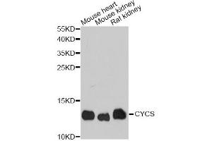 Western blot analysis of extracts of various cell lines, using CYCS antibody (ABIN1872147) at 1:1000 dilution. (Cytochrome C 抗体)
