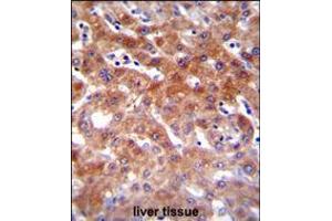 CYP1A2 Antibody immunohistochemistry analysis in formalin fixed and paraffin embedded human liver tissue followed by peroxidase conjugation of the secondary antibody and DAB staining. (CYP1A2 抗体  (AA 255-282))