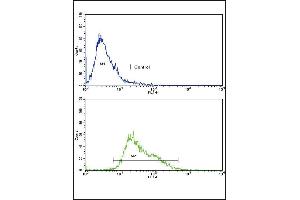 Flow cytometric analysis of CEM cells using AMHR2 Antibody (bottom histogram) compared to a negative control cell (top histogram).