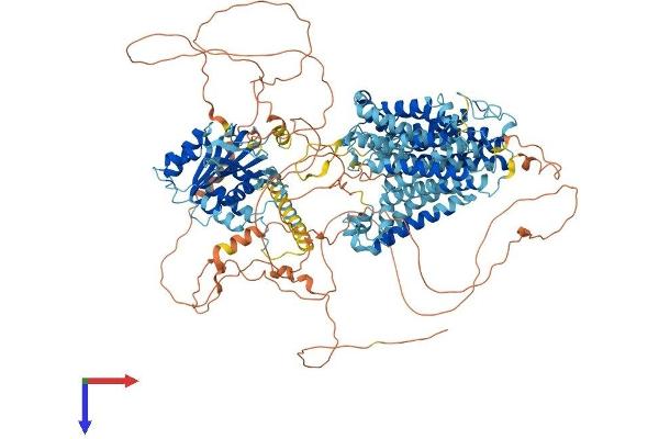 SLC4A3 Protein (AA 1-1227) (His tag)