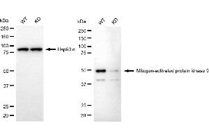 Western blotting analysis using mitogen-activated protein kinase 9 antibody (ABIN7799458).