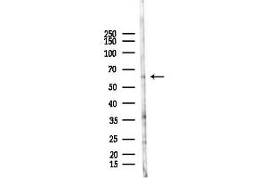 Western blot analysis of lysates from HUVEC cells(LPS 4h treatment), using ERVK-18 Antibody at 1/1000 dilution. (ERVK-18 抗体)