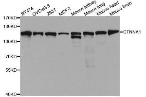 Western blot analysis of extracts of various cell lines, using CTNNA1 antibody. (CTNNA1 抗体  (AA 637-906))