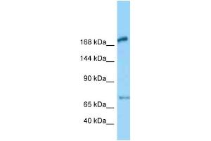 WB Suggested Anti-Megf6 Antibody Titration: 1. (MEGF6 抗体  (Middle Region))