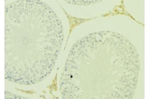 ABIN6277394 at 1/100 staining Mouse testis tissue by IHC-P. (Kallikrein 5 抗体)