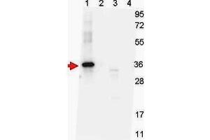 Western blot shows detection of recombinant NAG-1 protein present in Pichia pastoris whole cell lysates: lane 1 - yeast cell lysate expressing NAG-1 H variant with SUMO expression tag at 36 kDa; lane 2 - yeast cell lysate expressing NAG-1 D variant with SUMO expression tag at 36 kDa; lane 3 - yeast cell lysate expressing NAG-1 H variant; and lane 4 - yeast cell lysate expressing NAG-1 D variant. (NAG-1 H Variant (N-Term) 抗体)