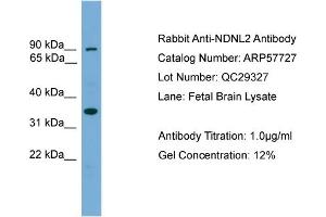 WB Suggested Anti-NDNL2  Antibody Titration: 0. (Necdin-Like 2 抗体  (Middle Region))