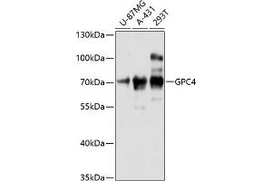 Western blot analysis of extracts of various cell lines, using GPC4 antibody (ABIN6127961, ABIN6141311, ABIN6141312 and ABIN6216562) at 1:3000 dilution. (GPC4 抗体  (AA 357-556))