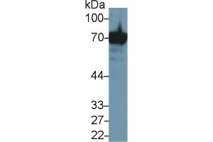 Detection of HSPA1A in Human Jurkat cell lysate using Anti-Heat Shock 70 kDa Protein 1A (HSPA1A) Monoclonal Antibody (HSP70 1A 抗体  (AA 285-641))