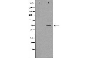 Western blot analysis of extracts of HepG2, using CFH antibody. (Complement Factor H 抗体  (N-Term))