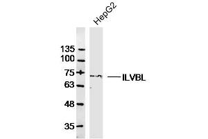 HepG2 lysates probed with ILVBL Polyclonal Antibody, Unconjugated  at 1:300 dilution and 4˚C overnight incubation. (ILVBL 抗体  (AA 301-400))