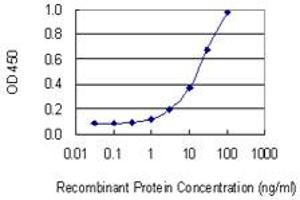 Detection limit for recombinant GST tagged CSAD is 0. (CSAD 抗体  (AA 1-98))