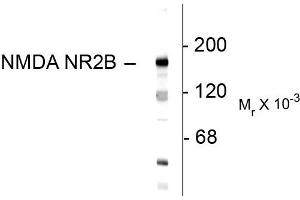 Western blots of 10 ug of rat hippocampal lysate showing specific immunolabeling of the ~180k NR2B subunit of the NMDA receptor. (GRIN2B 抗体  (N-Term))